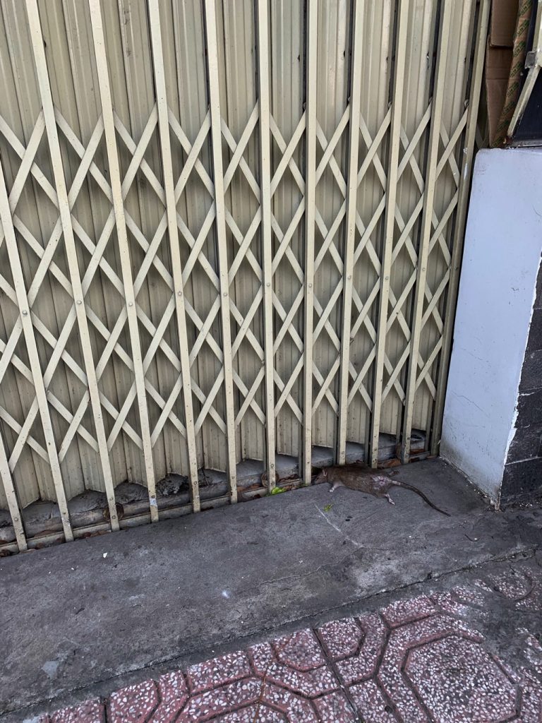 rats in Ho Chi Minh City